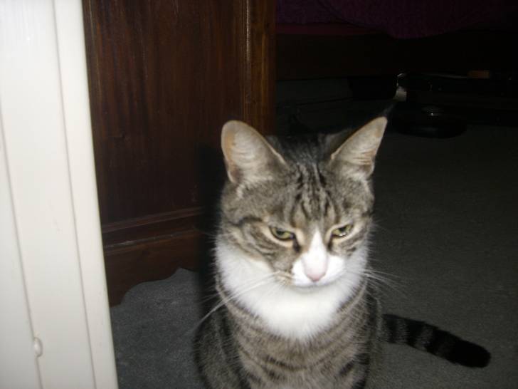 Seraphina - (5 ans)