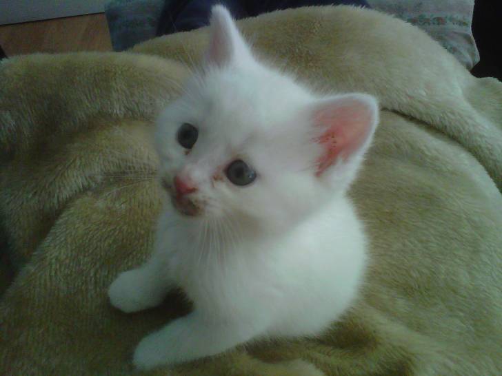 Lily - (4 mois)