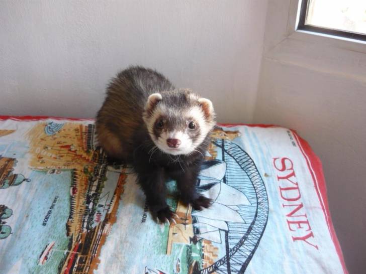 Fredi - Mâle (3 ans)
