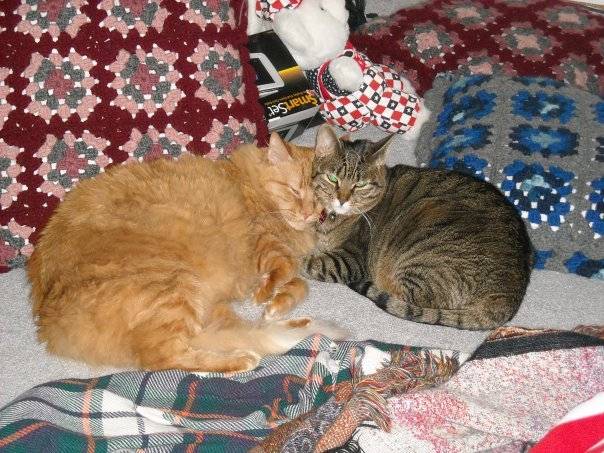 Kitty & Martini - (4 ans)