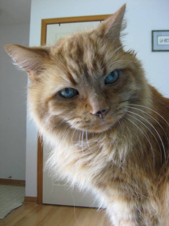 Cheddar - Mâle (19 ans)