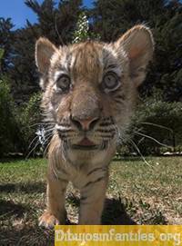 lion - Mâle (10 mois)