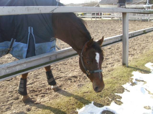 Star - Mâle (7 ans)