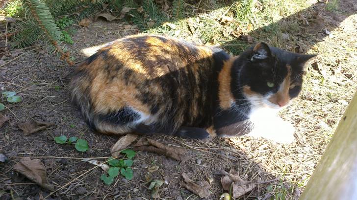 Hanny - (4 ans)