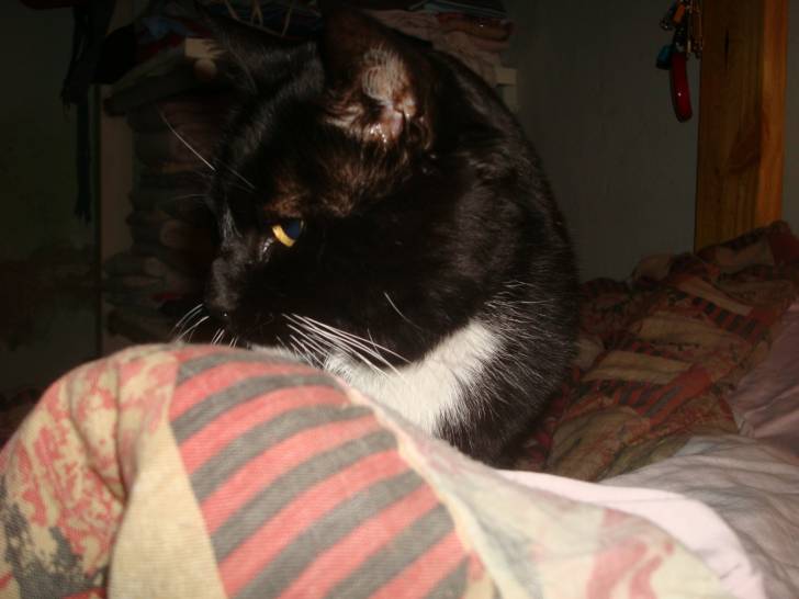 Silvestre - Mâle (17 ans)