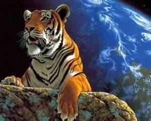 tigre - Mâle (5 ans)