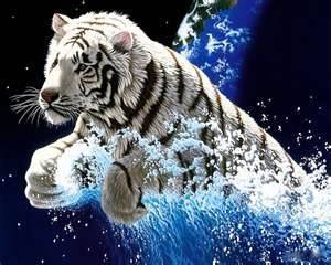 tigre - Mâle (5 ans)