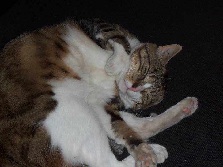 teou - Mâle (5 ans)