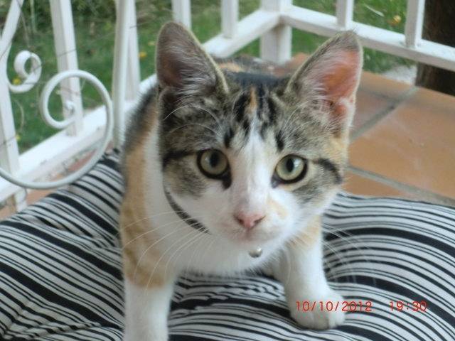 Lana - (6 mois)