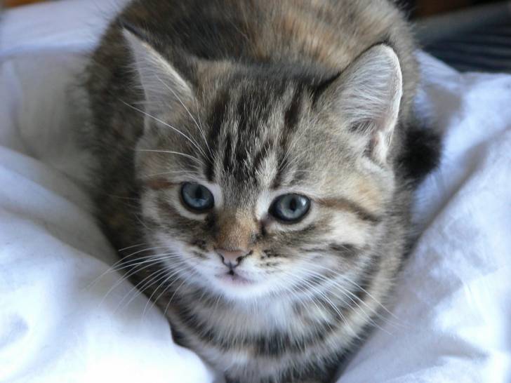 tigger - Mâle (3 mois)