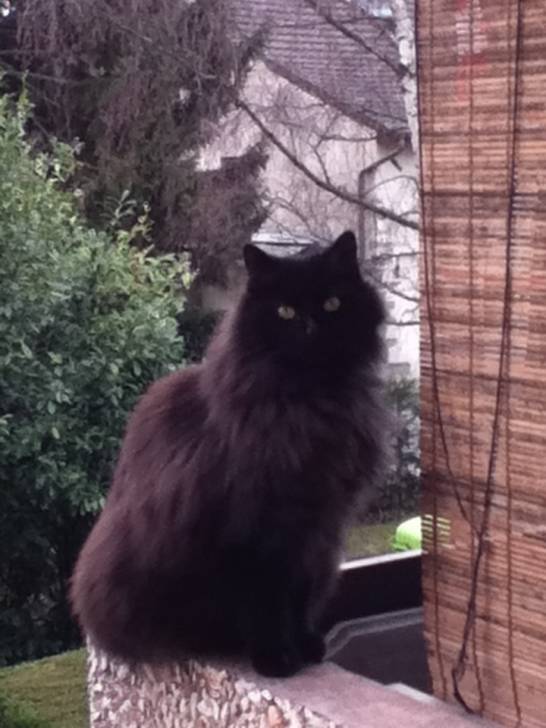 soprano - Mâle (2 ans)