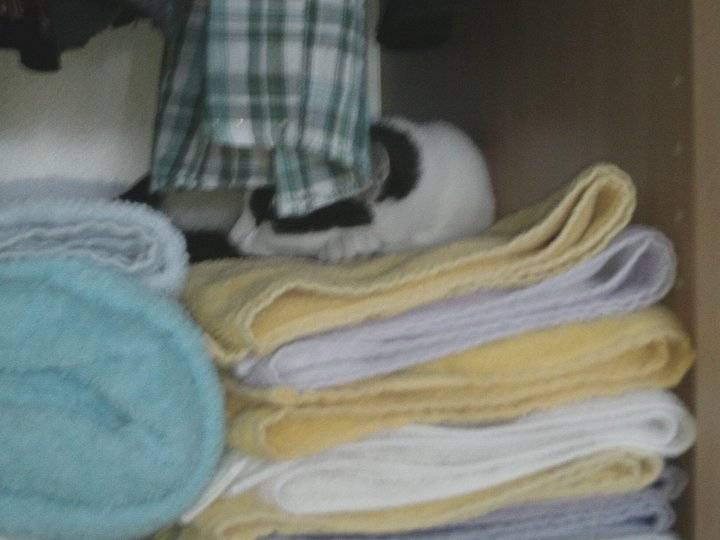 Moustique - Mâle (2 ans)
