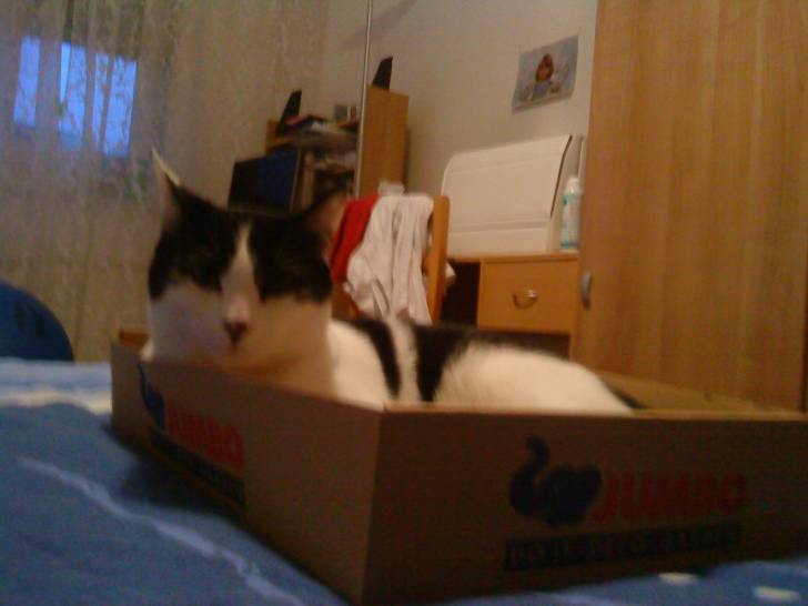 Moustique - Mâle (2 ans)