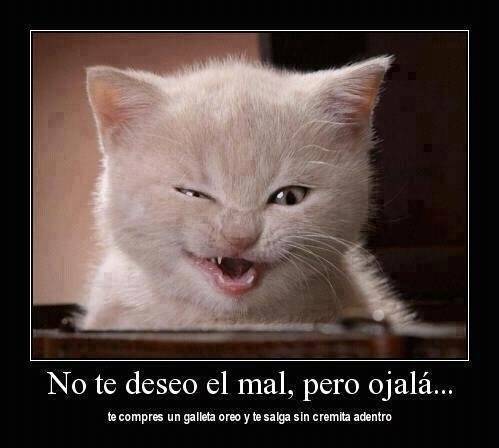 el gato oreo - Mâle
