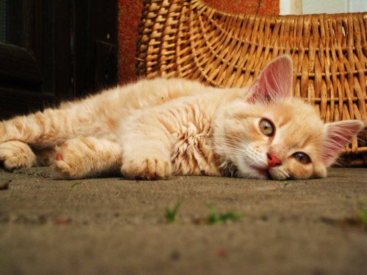 Masha - Mâle (7 mois)