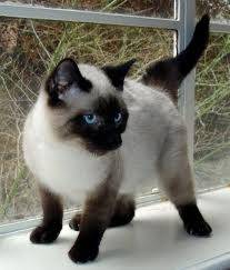 tilly - (3 mois)