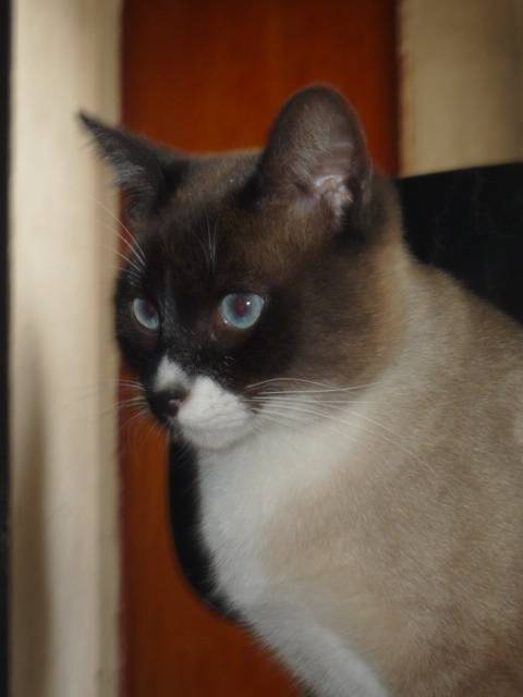 gato - Mâle (2 ans)