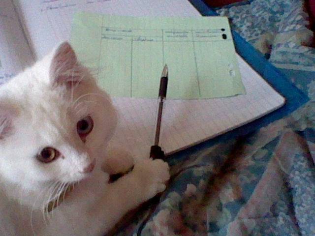 Fripouille qui fait mes devoirs - Mâle (5 mois)