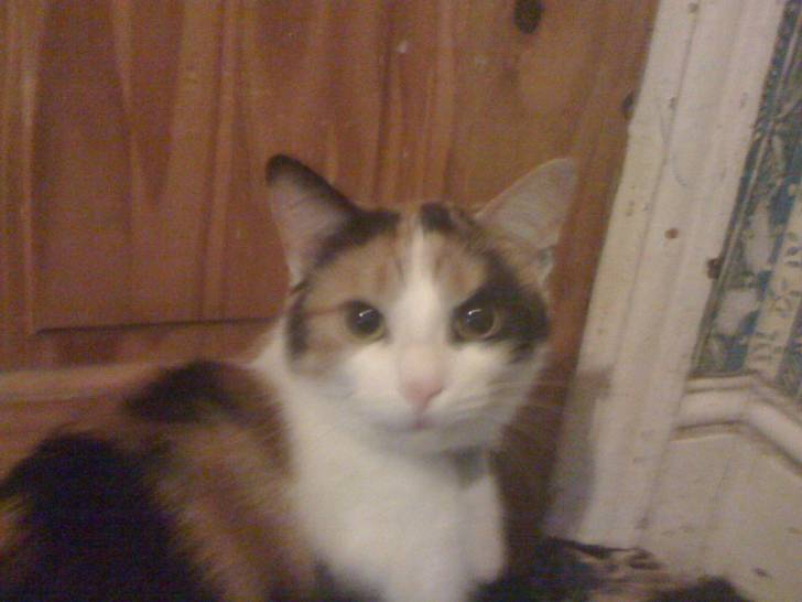 annabell - (1 an)