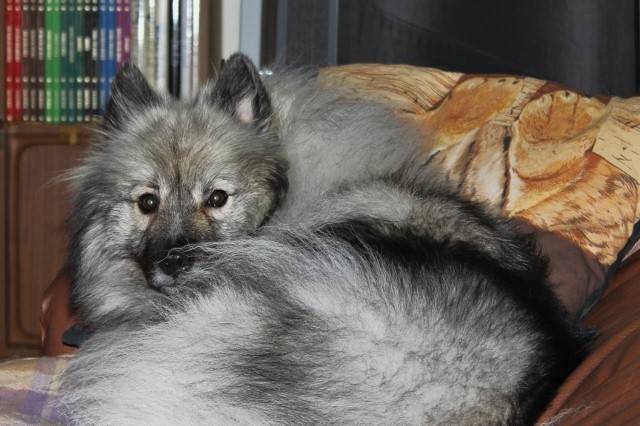 Vikeyson Keiko CD - (3 ans)