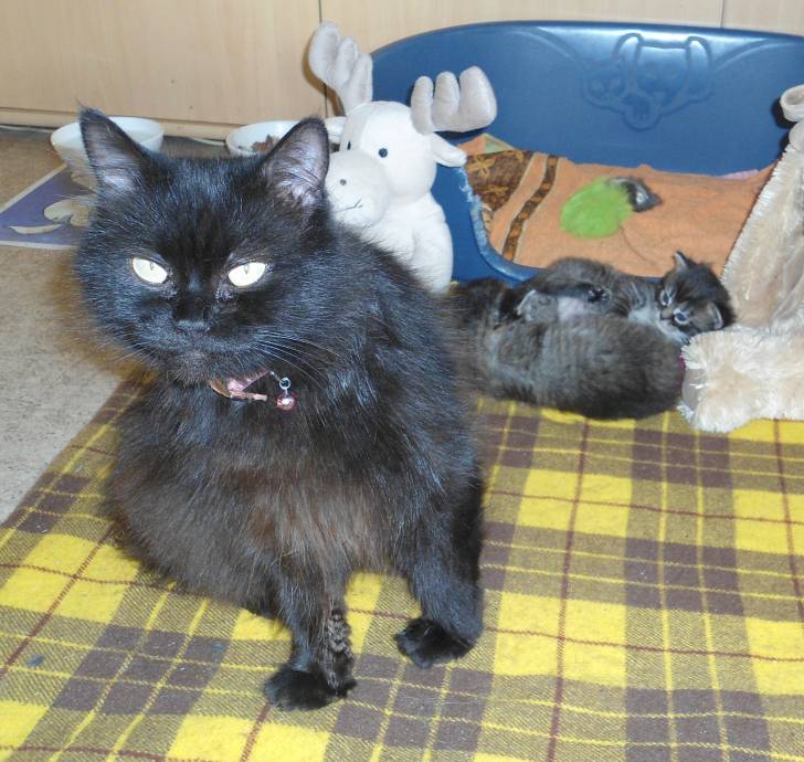 Harmonie, Happy et Sunny - Mâle (1 mois)