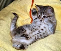 kate - (3 mois)
