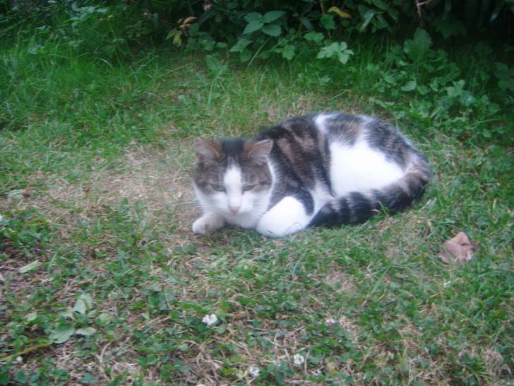 Mouchette - (3 ans)