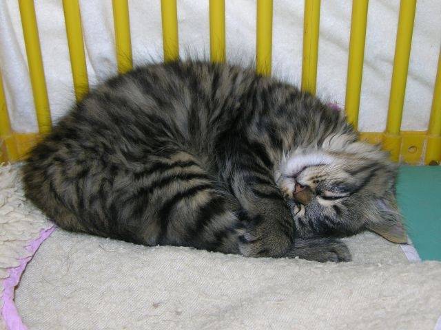 Pitchou - Mâle (8 mois)