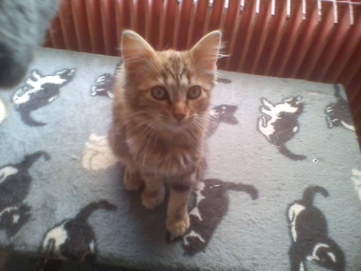 Savana - (5 mois)