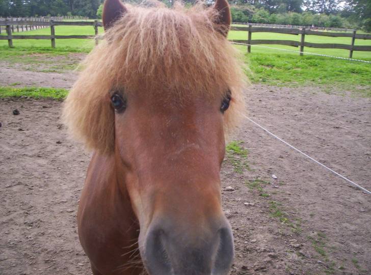 tic tac - Mâle (4 ans)