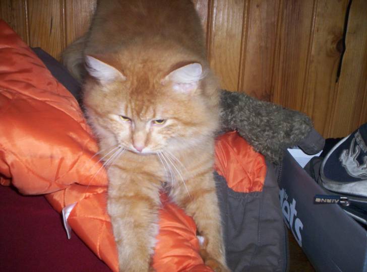 garfild - Mâle (2 ans)