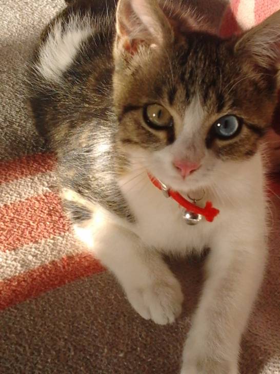 Loulou - Mâle (4 mois)