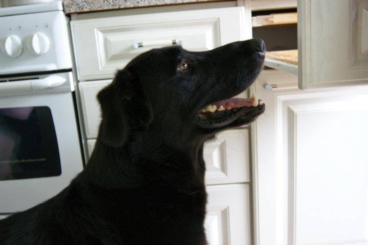 Billy - Mâle (7 ans)