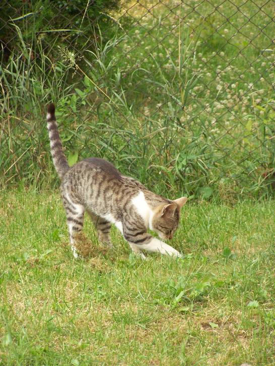 Sinbad - Mâle (2 ans)