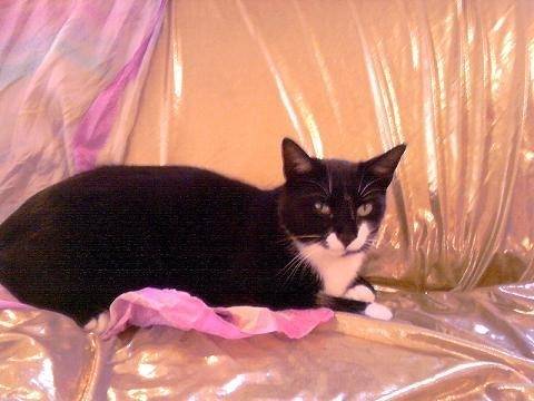 mein Kater Pino - Mâle (2 ans)