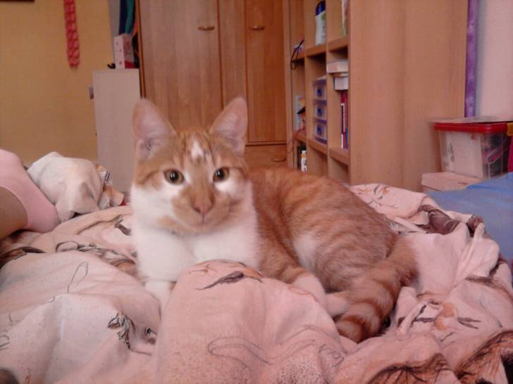 Felix - Mâle (2 ans)