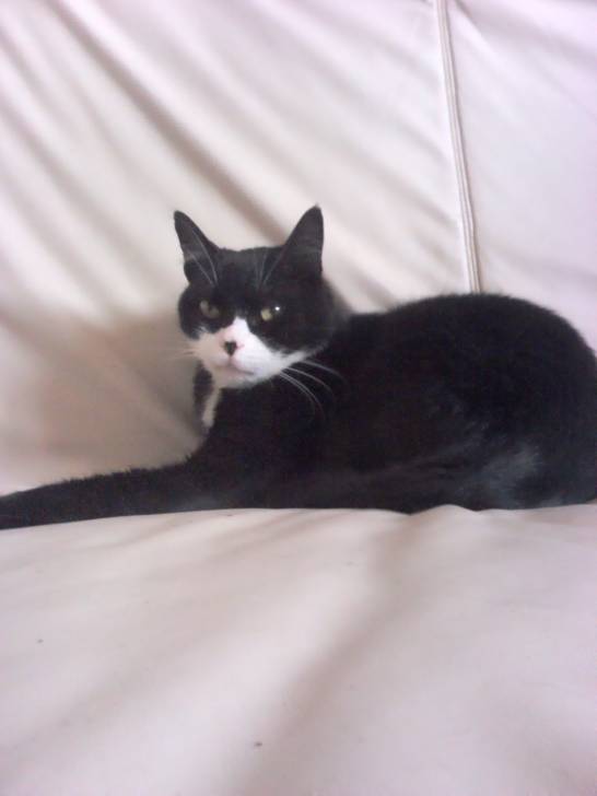 Félix - Mâle (7 ans)