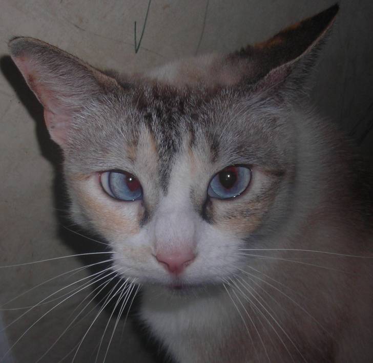 Hannah - (4 ans)