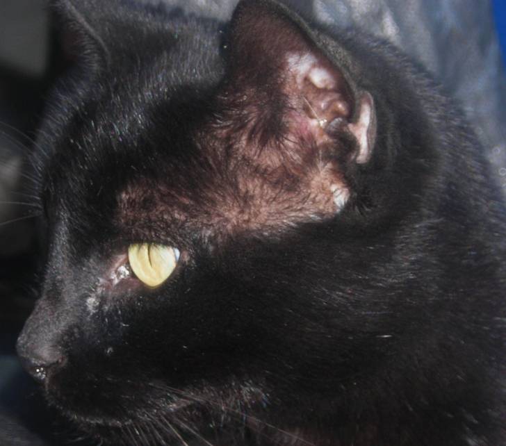 Moew moew - Mâle (10 ans)