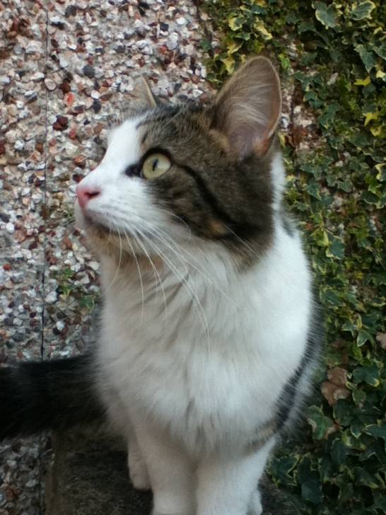 Rufus - Mâle (2 ans)