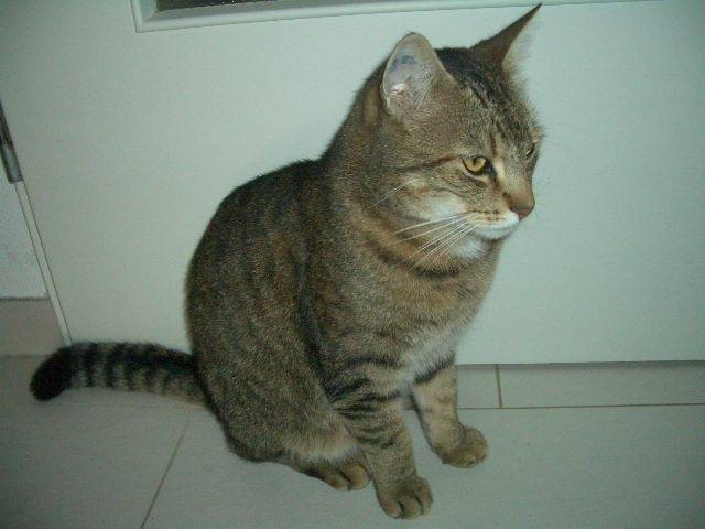 Joe - Mâle (5 ans)