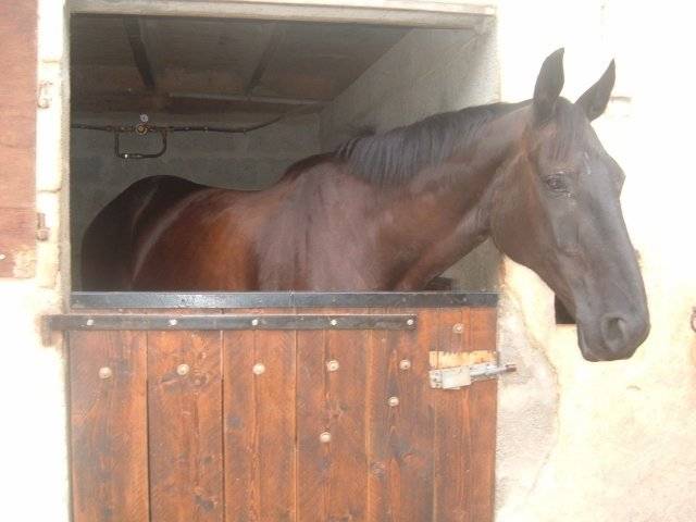 Lincoln - Mâle (7 ans)