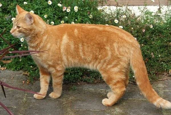 Garfield - Mâle (3 ans)