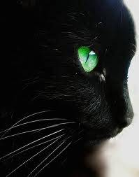 Pantherstar - (2 ans)