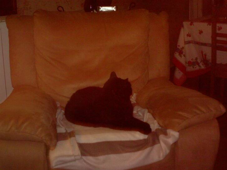 Blaky - Mâle (10 ans)