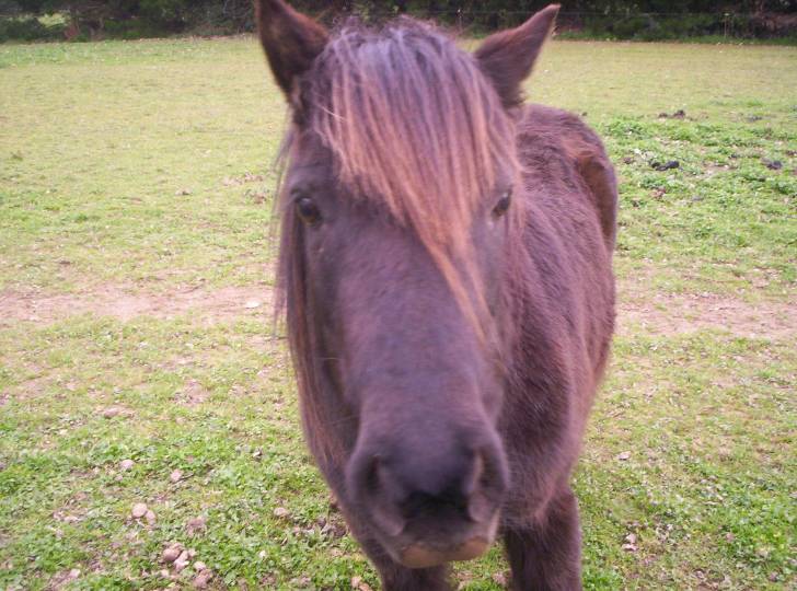 fifi - (15 ans)