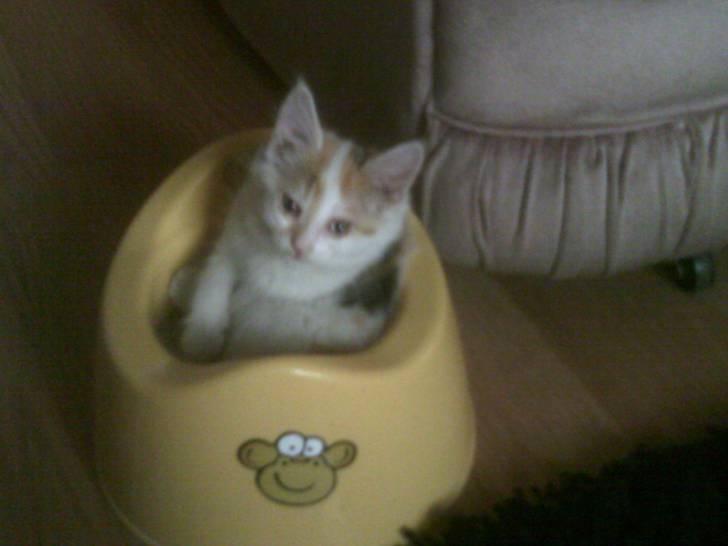 Wobbles - (2 mois)
