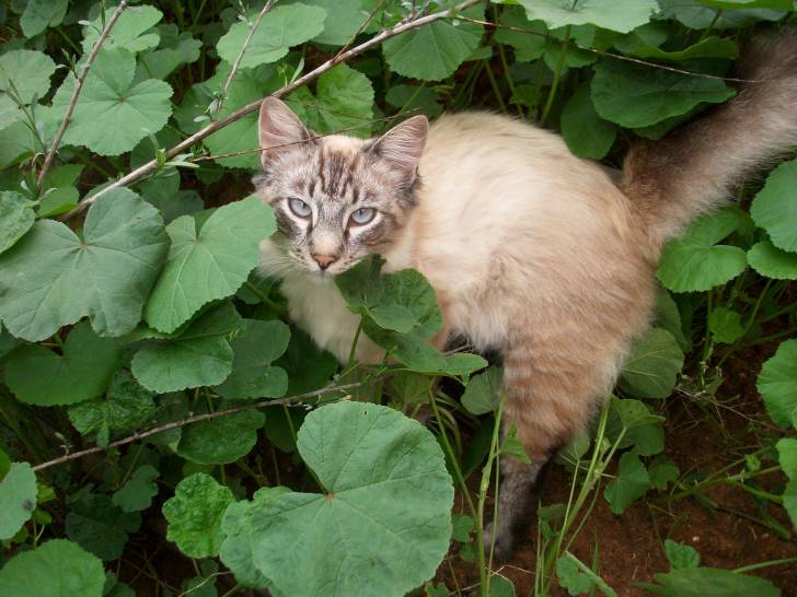 minie -