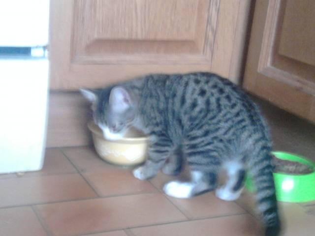 helia - (2 mois)