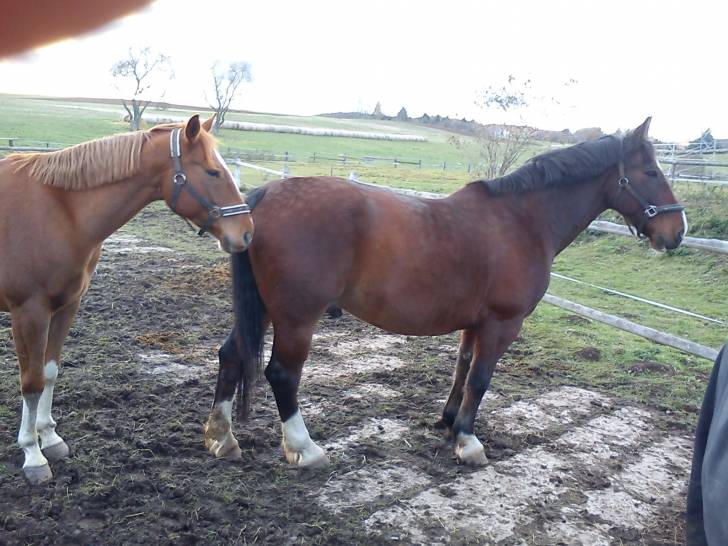 Sleipnir (l.) und Mönchshofs Le Classic (r.) - Mâle